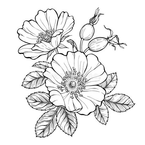 Wild rose flowers and berries, line art drawing. Outline vector illustration isolated on white background stock illustration Frühling Wallpaper, Wildflower Drawing, Flowers Drawing, Line Art Drawing, Flower Outline, Flower Art Drawing, Flower Sketches, Roses Drawing, Floral Drawing