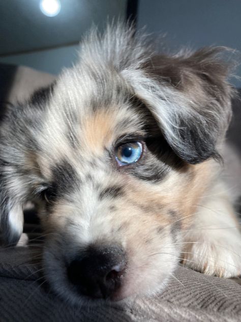 Dog With Two Different Colored Eyes, Australian Shepherd Puppy Aesthetic, Blue Eye Dog, Dogs With Blue Eyes, Puppies Aesthetic, Dog With Blue Eyes, Blue Eyed Dog, Unique Dogs, Mini Australian Shepherd