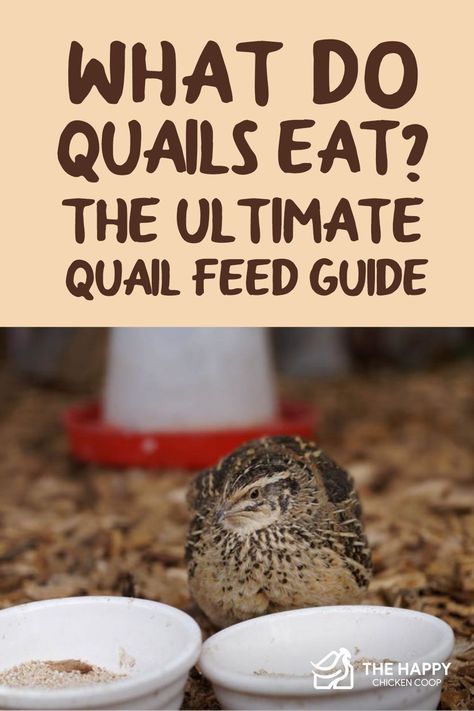 You are thinking of adding quails to your backyard flock. Here is an ultimate guide to what quails eat and the best feed. Coturnix Quail Pen Ideas, Diy Quail Feed, Homemade Quail Feed, How To Raise Quail, Quail Set Up, Quail Food Diy, Quail House Ideas, Quail And Chickens Together, Coturnix Quail Housing