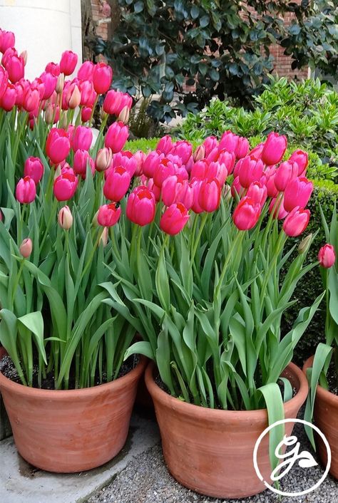 Eventually, the weather will get cold and you will need to decide what to do with the tulip bulbs in containers that you have. Overwintering the tulips in that container is one option. Click or tap for the know how. Floor And Decor Tile, Tulips In A Pot, Tulips In Pots, Bulbs In Containers, Planting Bulbs In Spring, Timeless Tile, Planting Tulips, White Marble Background, Potted Flowers