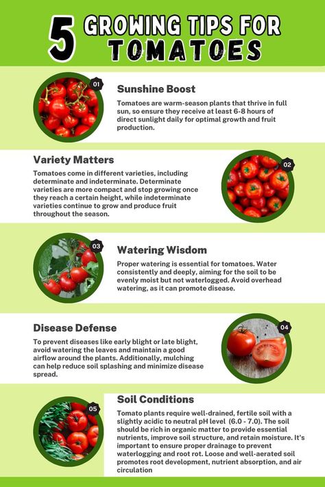 5 Tips for Growing Tomatoes. Explore essential tips for successful tomato cultivation, including providing ample sunlight, optimizing soil conditions, proper spacing, consistent watering, and effective pest control. Learn how to foster healthy tomato plants and maximize fruit development with these valuable tips. Tomato Plants Growing Tips, Planting Tomatoes, Small Garden Plans, Raised Garden Beds Diy Vegetables, Garden Hacks Diy, Vegetable Garden Planner, Vegetable Garden Tips, Garden Bugs, Vegetable Garden Diy