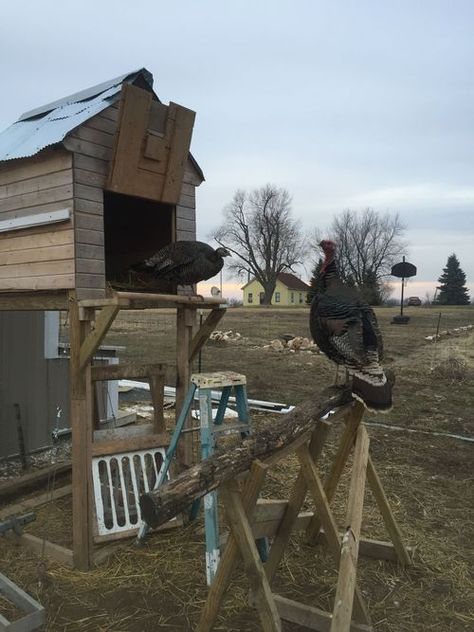 Hi, I ordered a few BR turkey poults and need to build them a coop.  What type of housing do they... Turkey Shelter Ideas, Turkey Roost Ideas, Turkey House Coop, Turkey Housing, Turkey Coop Ideas, Turkey Coop Ideas Buildings, Turkey Coop, Turkey Roost, Turkey House