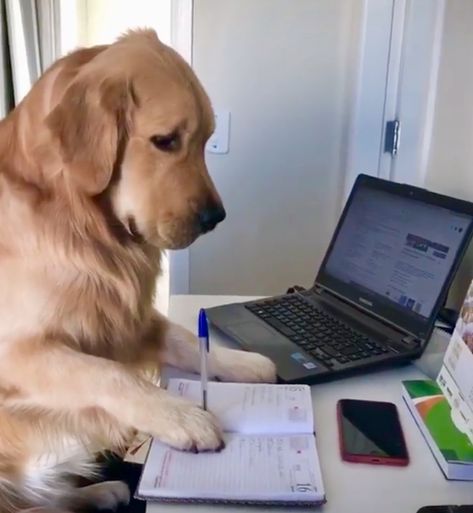 Cute Dog Reaction Pic, Dog Studying Funny, Dog On Computer, Animal Icons Aesthetic, Silly Golden Retriever, Dog Mood Pics, Animal Reaction Pics, Dog Reaction Pic, Dog Pictures Aesthetic