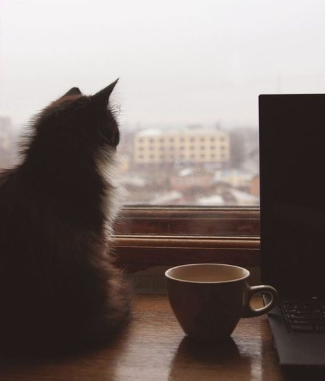 Corporation Cats | Cat aesthetic, Funny cute cats, Cats and kittens The Window, A Cat, A Coffee, Cafe, Coffee, Black