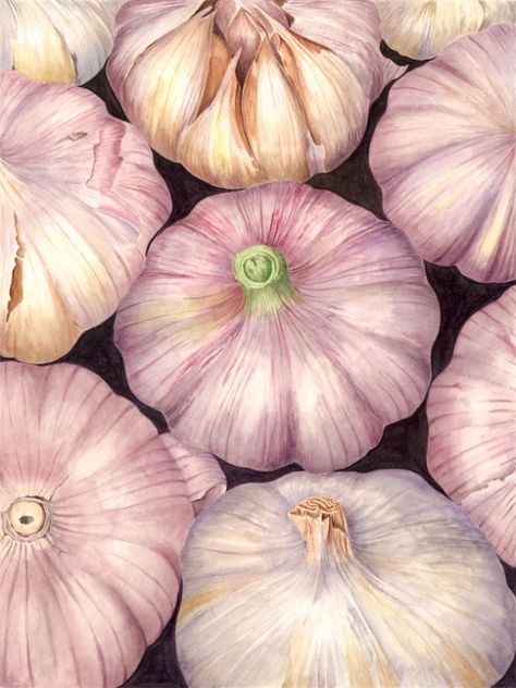 Garlic - Sally Jacobs Contemporary Botanical Art, Vegetable Art, Watercolor Fine Art, Garlic Head, Watercolor Fruit, Fruit Painting, Color Pencil Art, Fruit And Veg, Natural Forms