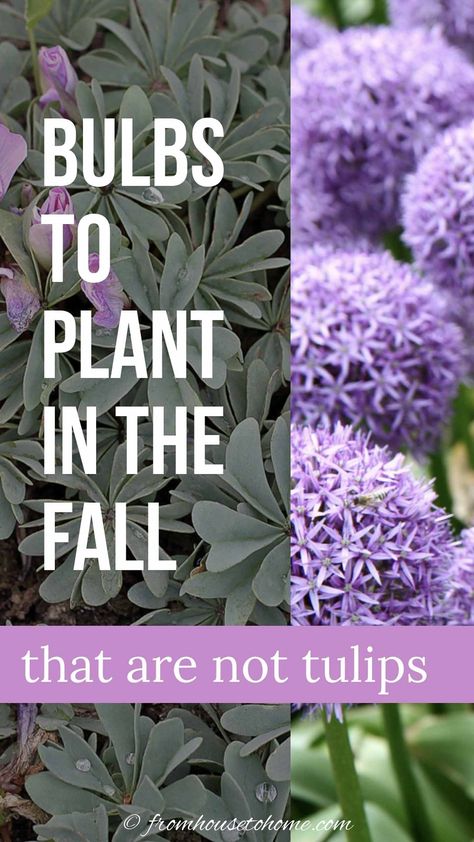 Best Bulbs To Plant In The Fall (That Are Not Tulips) | Garden Plants Bulb Planting Ideas, Fall Bulb Planting, When To Plant Tulips, Plant Bulbs, Summer Bulbs, Planting Tulips, Perennial Bulbs, Early Spring Flowers, Fall Bulbs