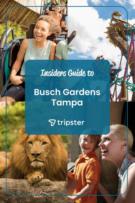 Ready to answer the call of the jungle? Our Insider’s Guide to Busch Gardens® Tampa will teach you everything you need to know about this nature-filled theme park. #tampa #tampabay #buschgardens #buschgardenstampa #tampavacation #themepark #amusementpark #floridavacation #clearwaterflorida Kid Roller Coaster, Wild Park, Busch Gardens Tampa Bay, Busch Gardens Tampa, Orlando Theme Parks, Animal Experiences, Orlando Hotel, Clearwater Florida, Busch Gardens