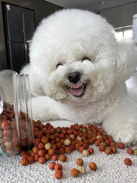 Bichon Dog, Ugly Dogs, Very Cute Puppies, Bichon Frise Dogs, Lovely Friends, 강아지 그림, Cute Animals Puppies, Really Cute Dogs