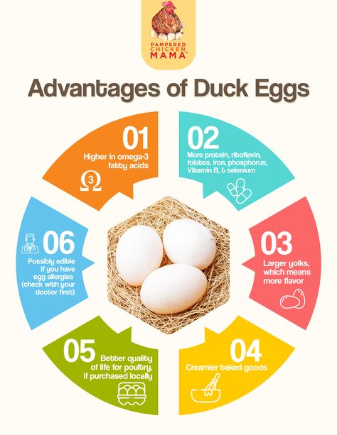 ideas for cooking with duck eggs Duck Egg Recipe Ideas, Starbucks Nutrition Facts, Telur Bebek, Duck Food, Egg Facts, Thanksgiving Deviled Eggs, Egg Nutrition Facts, Ideas For Cooking, Backyard Homestead