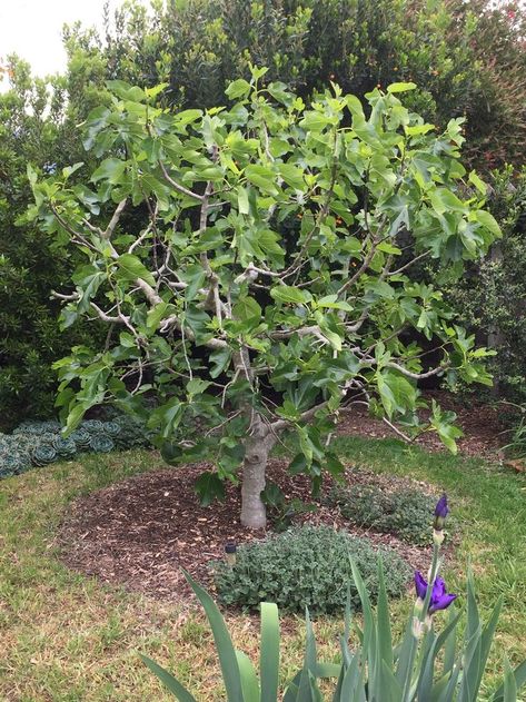 Leafing out in early April. Fig Fruit Tree, Mango Plant, Fig Trees, Fig Fruit, Farm Stuff, Fruit Flowers, Veg Garden, Fence Landscaping, Food Forest