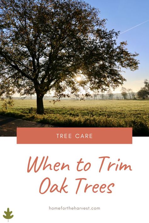 When to Trim Oak Trees - Pruning Oak Trees - What season to prune oak trees in (and why) #oak #trees #arborday #earthday #treecare #landscaping #yardwork Oak Tree Landscaping, Oak Trees Landscaping, Garden Remodel, Big Oak Tree, Diy Homesteading, Homestead Skills, Different Types Of Fences, Cold Climate Gardening, White Oak Tree