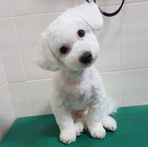 Teddy Bear Dog Haircut Bichon, Short Teddy Bear Haircut, Bichon Frise Short Haircut, Short Hair Poodle, Short Dog Haircut, Toy Poodle Short Haircut, Maltipoo Summer Haircut, Short Maltipoo Haircut, Corte French Poodle