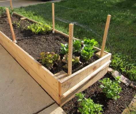 Raised garden bed net (damn cats) Arizona Homestead, Garden Wildlife, Bed Net, Bird Netting, Garden Netting, Future Garden, Veg Garden, Green Walls, Raised Bed