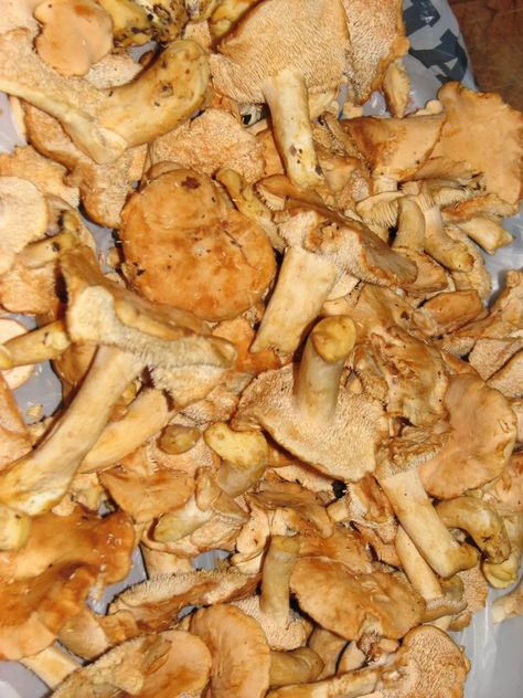 These sweet tooth hedgehog mushrooms have a similar flavor to golden chanterelles. It's nice to find tasty mushrooms like these Hedgehog Mushroom, Edible Mushrooms, After The Rain, Wild Mushrooms, Mushroom Recipes, How To Find, Botany, The Rain, South Carolina