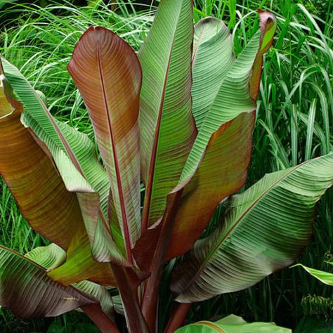 Red Banana Plant, Red Banana Tree, Banana Seeds, Red Banana, Banana Plant, Banana Plants, Plant Guide, Banana Tree, Fine Gardening