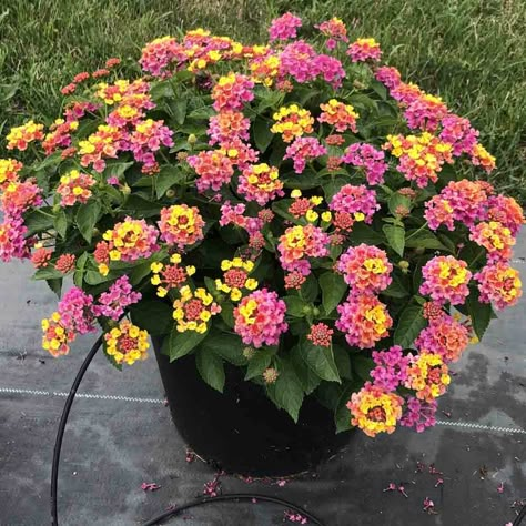 Lantana Flower, Lantana Plant, Lantana Camara, Landscaping Trees, Potted Plants Outdoor, Container Gardening Flowers, Flower Pots Outdoor, Garden Containers, Garden Landscape Design