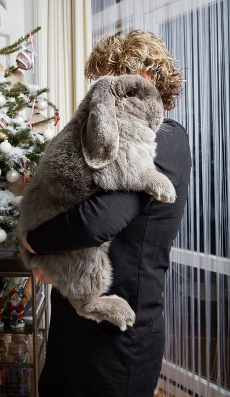 French Lop Rabbit, French Lop, Flemish Giant Rabbit, Lop Rabbit, Giant Rabbit, Giant Bunny, Pet Bunny Rabbits, Rabbit Pictures, Bunny Care