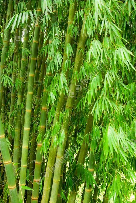 Bamboo Wallpaper Iphone, Bamboo Tree House, Bamboo Landscape, Bamboo Roof, Bamboo Wallpaper, Glass Kitchen Cabinets, Bamboo Jewelry, Bamboo Privacy, Lucky Bamboo Plants