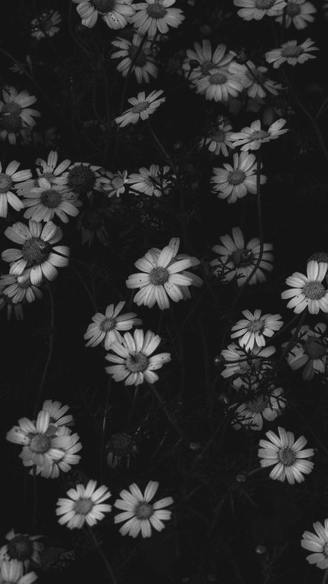 Black And White, Flowers, White, Black