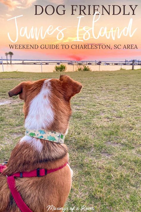 James Island South Carolina, Charleston Itinerary, South Carolina Coast, Dog Friendly Vacation, Dog Travel Accessories, Dog Friendly Beach, Dog Friendly Hotels, Vacation Cottage, Adventure Travel Explore