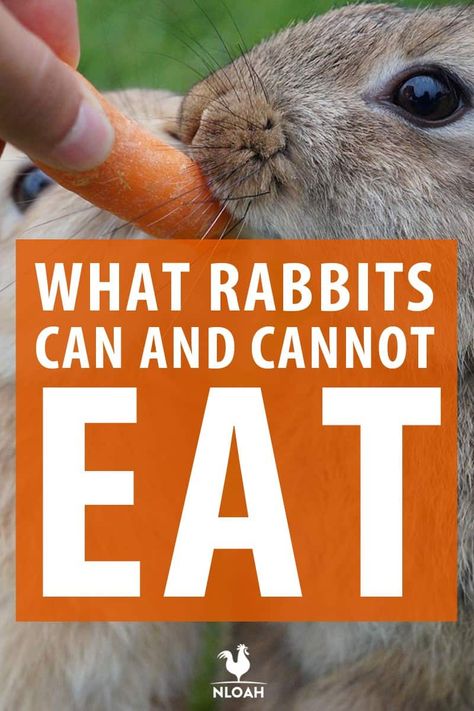 What Do Rabbits Eat, What Do Bunnies Eat, Rabbit Colony Ideas, What To Feed Rabbits, Raising Bunnies, Homestead Rabbits, Food For Rabbits, Rabbit Colony, Raising Meat Rabbits