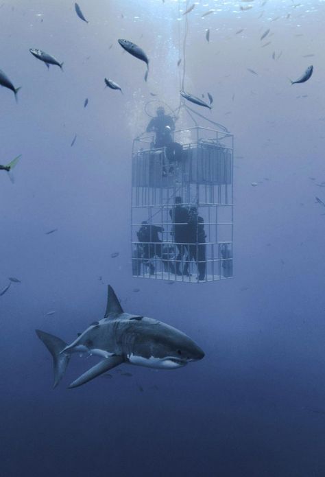 The enormous beast was photographed off the coast of Mexico Mermaid Comic, Nautical Craft, Ocean Things, Shark Cage Diving, Sea Shark, Shark Cage, Shark Pictures, Underwater Pictures, Shark Diving