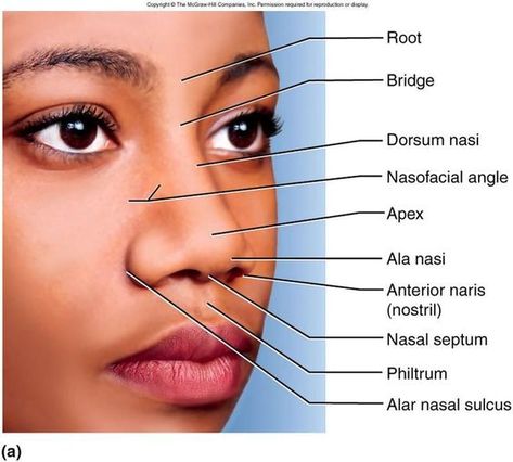 Nose Diagram, Makeup Placement Face, Non Surgical Rhinoplasty, Ideal Nose, Nose Anatomy, Doll Anatomy, Makeup Placement, Nose Structure, Respiratory System Anatomy