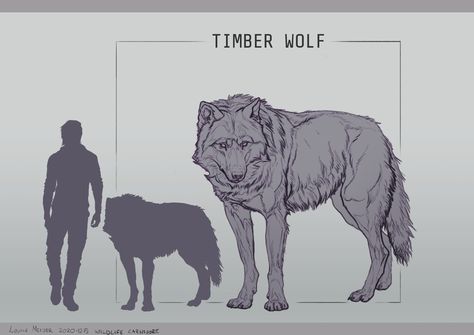 Feline Anatomy, Twilight Wolf, Werewolf Aesthetic, Wolf Sketch, Wolf Artwork, Fantasy Wolf, Timber Wolf, Werewolf Art, Dire Wolf