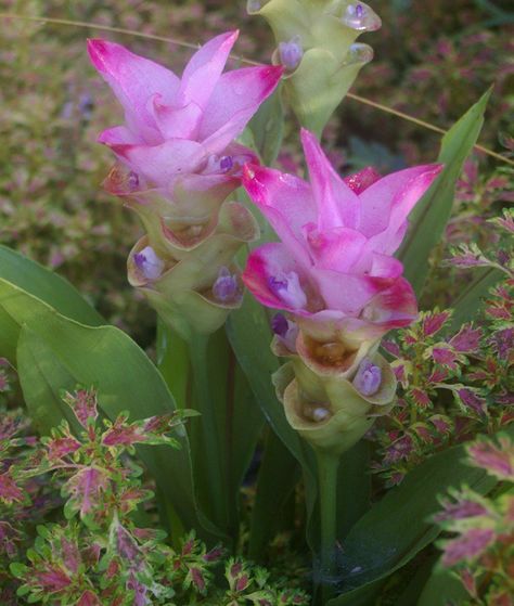 GardenDrum Curcuma two-tone pink Hawaiin Flowers, Curcuma Plant, Tulip Care, Florida Plants, Planting Tulips, Tropical Climate, Most Beautiful Flowers, Secret To Success, Tropical Garden