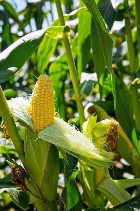 Maize Plant Photography, Corn Fields Photography, Maize Plant, Agriculture Pictures, Agriculture Photography, Eating Food Funny, Natural Farming, Fruit Photography, Bountiful Harvest