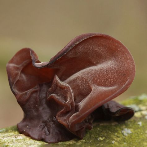 Wood Ear Mushroom, Ear Mushroom, High Cholesterol Diet, Nutrition Website, Edible Mushrooms, Cholesterol Diet, Food Science, Chinese Cooking, Wild Mushrooms