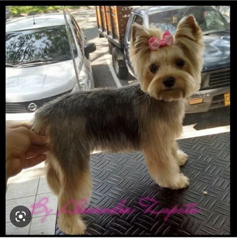 Yorkie Puppy Haircuts, Yorkshire Terrier Grooming, Yorkie Cuts, Puppy Haircut, Yorkie Haircuts, Yorkshire Terrier Haircut, Dog Grooming Styles, Dogs Grooming, Dog Haircuts