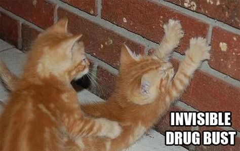 Frisked for contraband! Your Under Arrest, Two Kittens, Lol Cats, Animal Funnies, Funny Cat Photos, Tiny Cats, Cat Humor, Animal Humor, Cats Memes