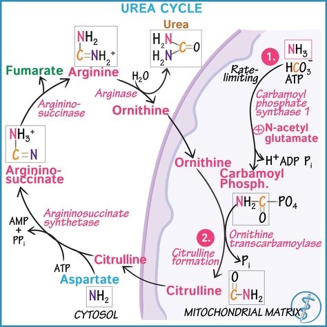 Draw this diagram with us as we explain the Urea cycle! Urea Cycle, Biochemistry Notes, Medical Assistant Student, Mcat Study, Medicine Notes, Basic Anatomy And Physiology, Vet Medicine, Medical Laboratory Science, Medical School Studying