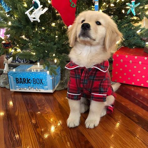 Dog In Christmas Outfit, Big Dog Halloween Costumes, Labrador Puppy Christmas, Christmas Puppies Pictures, Christmas Dog Photography, Birthday Cake Homemade, Golden Retriever Puppy Christmas, Dog Christmas Outfit, December Instagram