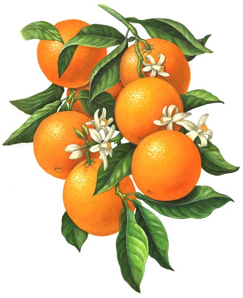 Botanical Art An orange branch illustration of six oranges with orange blossoms and leaves. Tattoo Plant, Lemon Watercolor, Illustration Botanique, Soyut Sanat Tabloları, Small White Flowers, Fruit Illustration, Fruit Painting, Orange Tree, Stock Art