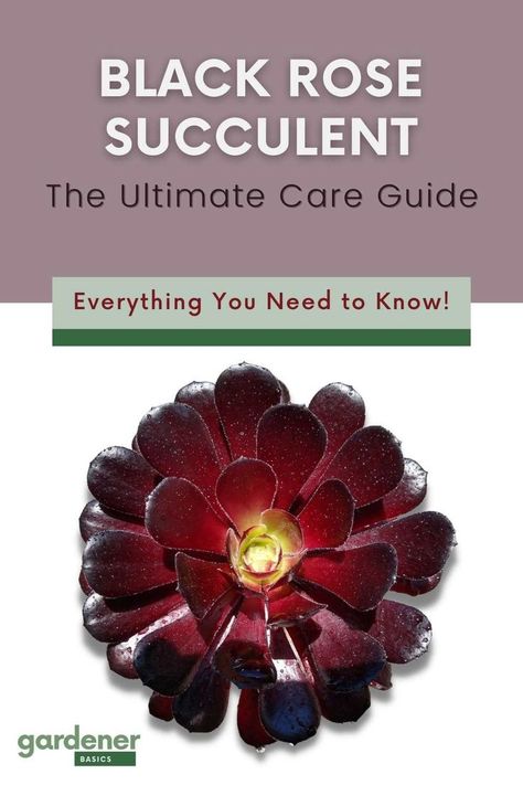 Succulents are hot right now, and the Aeonium Black Rose is one of our favorites! If you're looking for a succulent that's more on the unusual side then this may be perfect for your home. This care guide will help you get started with growing these plants in pots or containers indoors or outdoors. We'll cover everything from lighting needs, watering, propagating, and more for this winter growing succulent. Tap to read and add this deep purple and black beauty to your succulent garden! Black Rose Succulent, Chamomile Growing, Rose Succulent, Gardening Herbs, Plants In Pots, Growing Carrots, Herbs Plants, Rose Care, Growing Plants Indoors