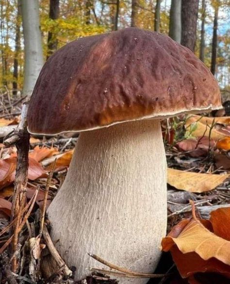 Autumn Mushrooms, Mushroom Photography, Mushroom Core, Mushroom Images, Mushroom Pictures, Brown Mushroom, Wild Forest, Mushroom Fungi, Mushroom Decor