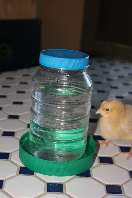 A Quick DIY Chick Feeder/Waterer from Off the Grid at -30: Frugal Tuesday - uses old plastic containers you're probably planning to recycle anyway Easy Diy Chicken Feeder, Chicken Waterer Diy, Chicken Water Feeder, Chicken Feeder Diy, Chicken Brooder, Chicken Waterer, Chicken Feeders, Chicken Feeder, Keeping Chickens