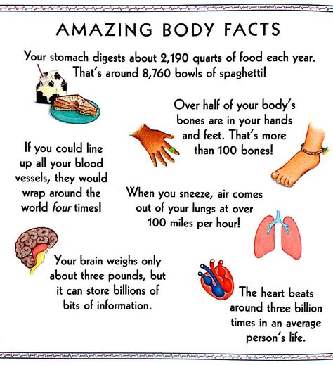 Body Facts, Inside Human Body, Interesting Facts About Humans, Notes For Kids Lunches, Body Bones, Facts About Humans, Human Body Facts, Human Body Science, Good Study Habits