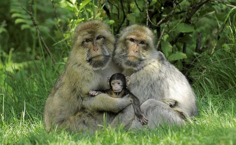 Baby Macaque Monkey Family, Monkey Forest, Family Of 3, Baby Monkey, Primates, Animal Planet, Animal Photo, Monkeys, Beautiful Creatures