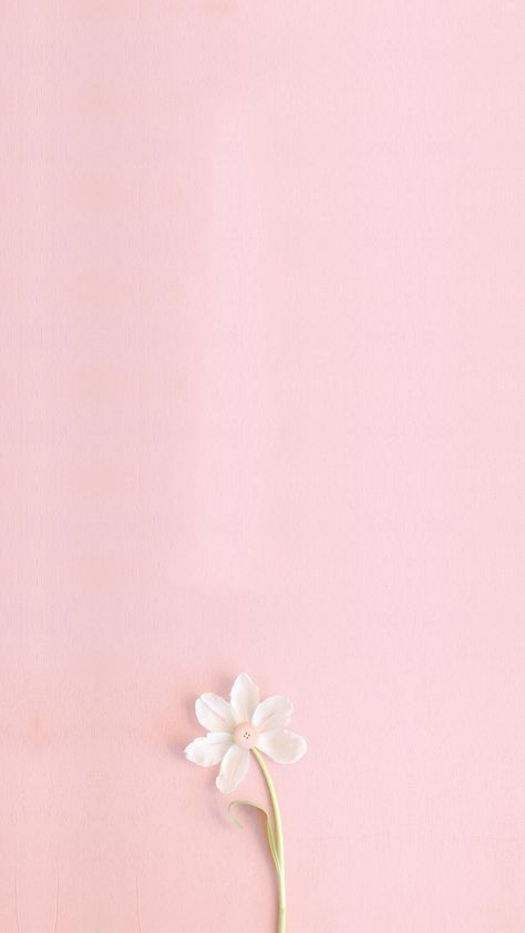 pink,literature and art,fresh,flowers,h5,small fresh,simple,literature,art,small,white Blank Wallpaper, Pastel Pink Wallpaper, Girly Wallpaper, Pink Flowers Wallpaper, Wallpapers Phone, Flowers Wallpapers, Trendy Flowers, Flower Background Wallpaper, Trendy Wallpaper