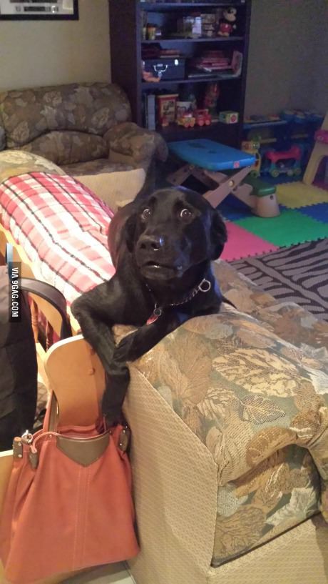 Caught him trying to pickpocket my mom's purse. Dog Snapchats, Love My Dog, Pet Day, E Card, Black Dog, Funny Animal Pictures, Dog Memes, Mans Best Friend, Animal Memes