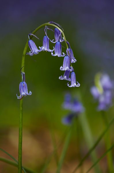 English Bluebells, Bell Gardens, Proper English, Blue Bell Flowers, Woodland Plants, Ivy Plants, 강아지 그림, Plants Flowers, Flowers Nature