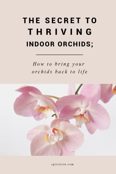 How to bring your orchids back to life | Spirit You Orchid Food, Keeping Plants Alive, Indoor Orchids, Growing Orchids, Life Guide, Orchid Care, Outdoor Inspirations, Back To Life, New Growth