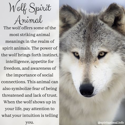 The wolf as a spirit animal or totem. Wolf Animal Spirit, Meaning Of Wolf Tattoo, Wolf Spirit Animal Tattoo, Wolf Meaning, Spirit Animal Wolf, Animal Totem Spirit Guides, Lone Wolf Quotes, Spirit Animal Meaning, Animal Meanings