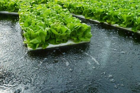 hydroponic aesthetic Floating Raft, Backyard Gardening, Tower Garden, Plant Projects, Hydroponics System, Deep Water, Hydroponics, Rafting, Backyard Garden