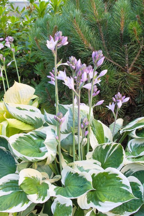 Hosta Flower, Hosta Care, Plant Lavender, West Facing Garden, Hosta Gardens, Hosta Plants, Front Garden Design, Moon Garden, Lavender Plant