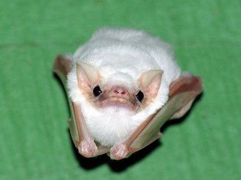 24 Cute Bats Who Are Adorable Enough To Erase Your Fear (Photos) White Bats, Bat Animal, Albino Animals, Cute Bat, Silly Animals, Cute Creatures, Funny Animal Pictures, Cute Little Animals, 귀여운 동물