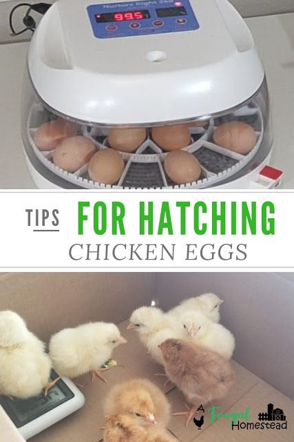 Chicken Egg Incubation Chart, How To Hatch Chicken Eggs At Home, Hatching Eggs In An Incubator, How To Incubate Chicken Eggs, Hatching Chicken Eggs In An Incubator, Egg Incubation Chart, Incubating Chicken Eggs At Home, Candling Chicken Eggs, Chicken Knowledge